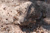 Horned Lizard